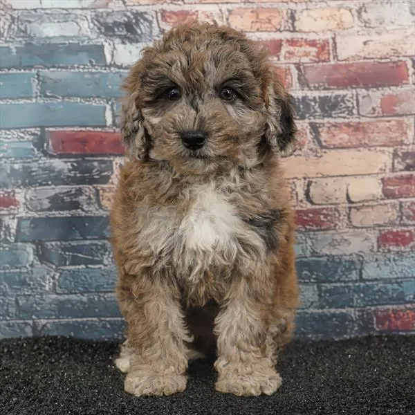 Female 2Nd Gen Mini Goldendoodle puppy for sale at Puppyland Murfreesboro.