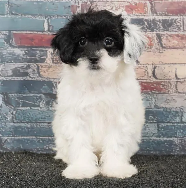 Female Shizapoo puppy for sale at Puppyland Tolleson.