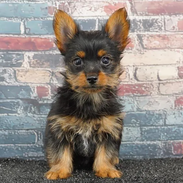 Male Yorkie puppy for sale at Puppyland San Antonio.