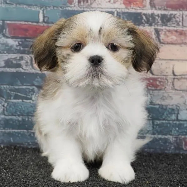 Male Shih Tzu puppy for sale at Puppyland Chandler.