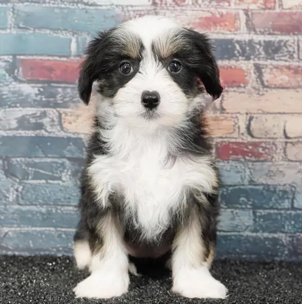 Female Chinese Crested puppy for sale at Puppyland San Antonio.