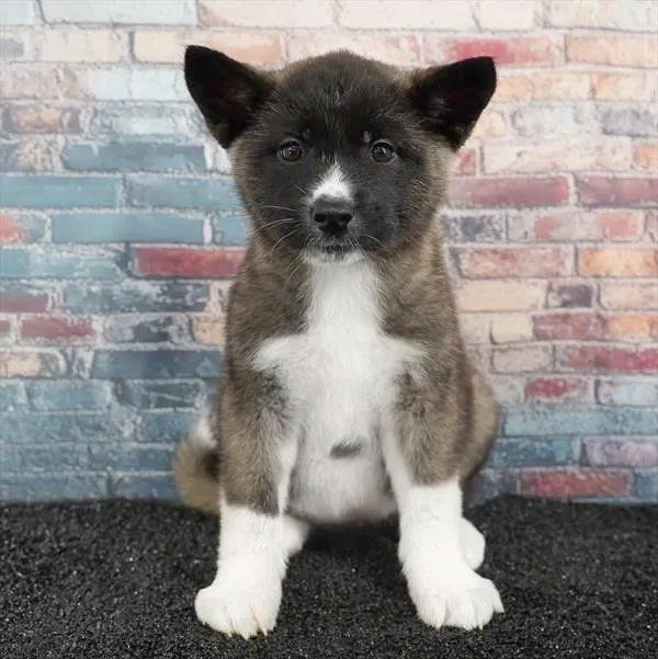 Female Akita puppy for sale at Puppyland San Antonio.