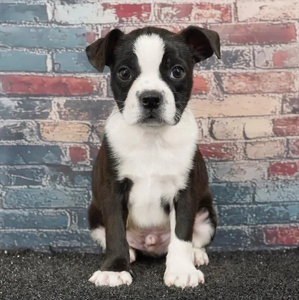 Male Boston Terrier puppy for sale at Puppyland Murfreesboro.