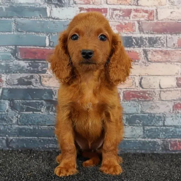 Female Cavapoo puppy for sale at Puppyland Murfreesboro.