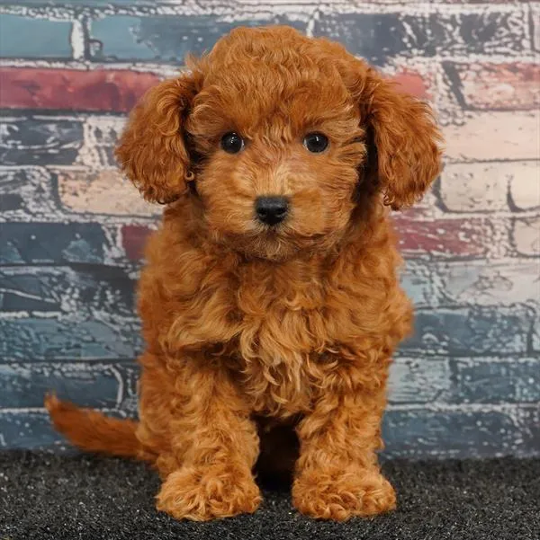Female Cavapoo puppy for sale at Puppyland San Antonio.