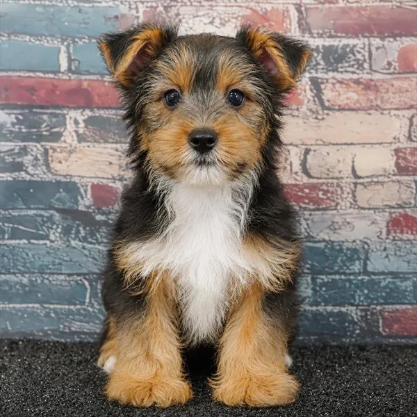 Male Yorkie puppy for sale at Puppyland Tolleson.