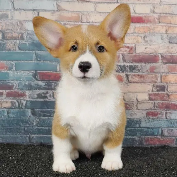 Male Pembroke Welsh Corgi puppy for sale at Puppyland Chandler.