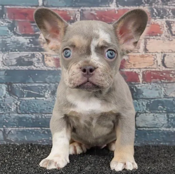 Female French Bulldog puppy for sale at Puppyland San Antonio.
