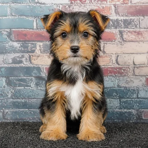 Male Yorkie puppy for sale at Puppyland Murfreesboro.