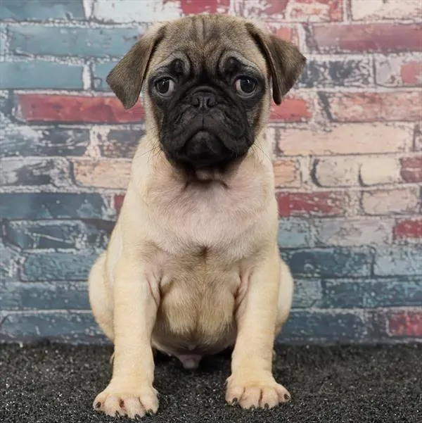 Male Pug puppy for sale at Puppyland Murfreesboro.