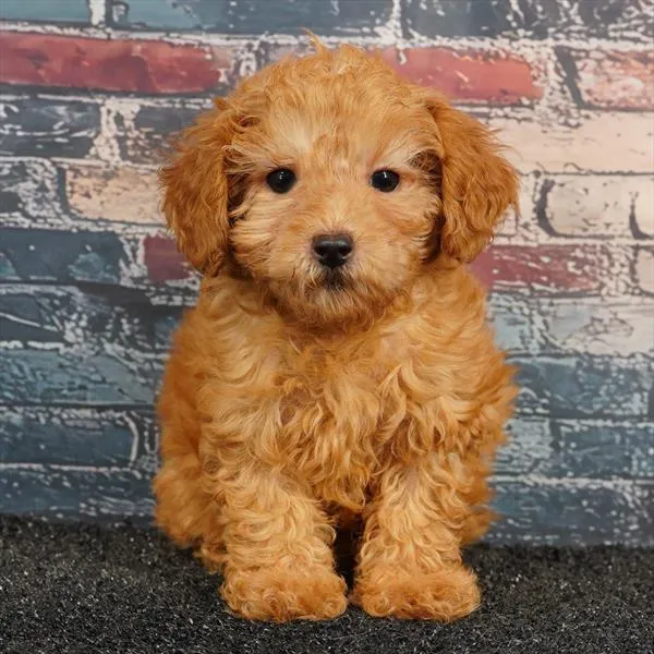 Female Cavapoo puppy for sale at Puppyland Tolleson.