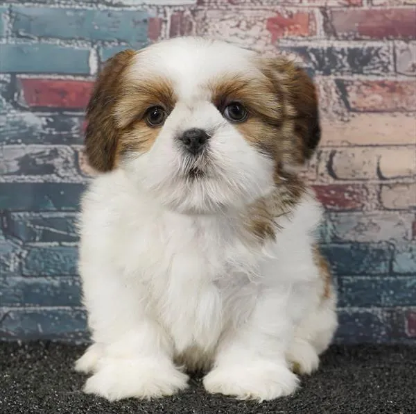 Male Shih Tzu puppy for sale at Puppyland Chandler.