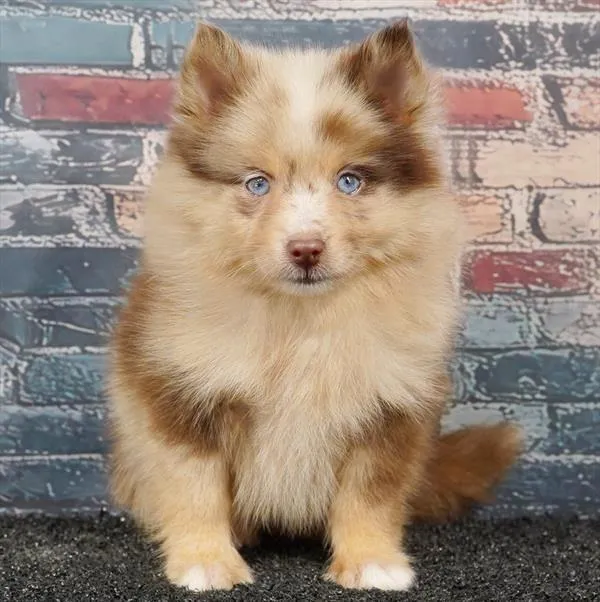 Male Pomsky puppy for sale at Puppyland San Antonio.