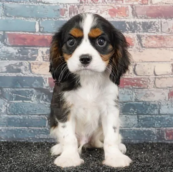 Male Cavalier King Charles Spaniel puppy for sale at Puppyland San Antonio.