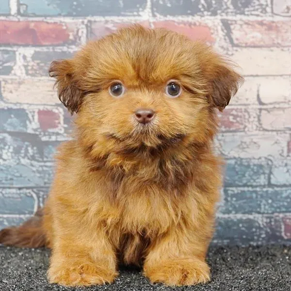 Male Shih Tzu puppy for sale at Puppyland San Antonio.