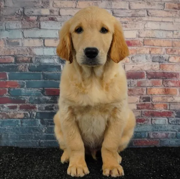 Male Golden Retriever puppy for sale at Puppyland Chandler.