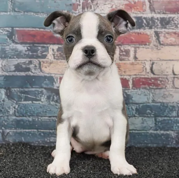 Female Boston Terrier puppy for sale at Puppyland Chandler.