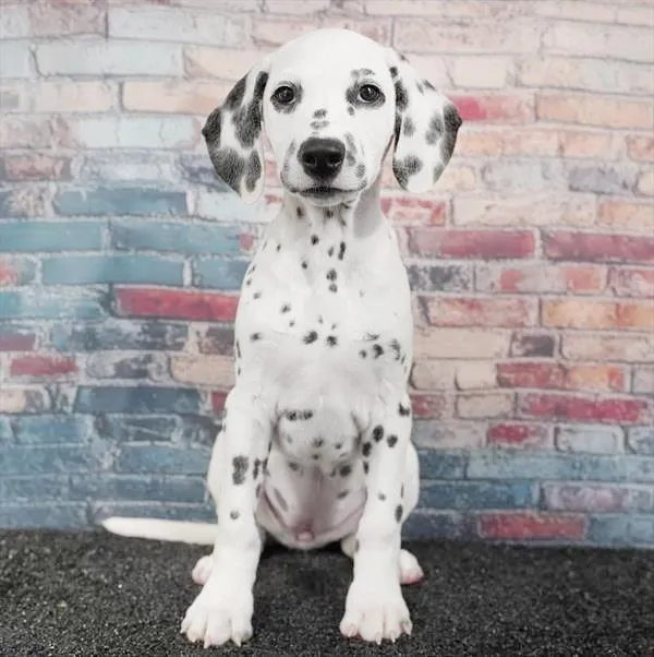 Female Dalmatian puppy for sale at Puppyland San Antonio.