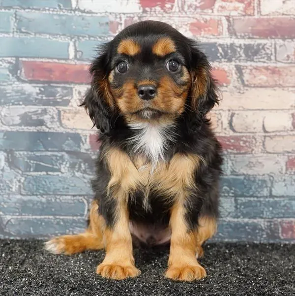 Male Cavalier King Charles Spaniel puppy for sale at Puppyland Chandler.