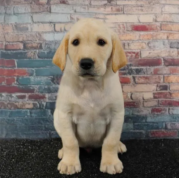 Male Labrador Retriever puppy for sale at Puppyland Murfreesboro.