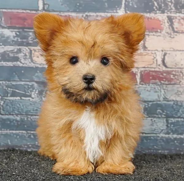 Male Yorkie-Poo puppy for sale at Puppyland Tolleson.