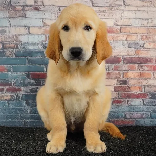 Male Golden Retriever puppy for sale at Puppyland San Antonio.