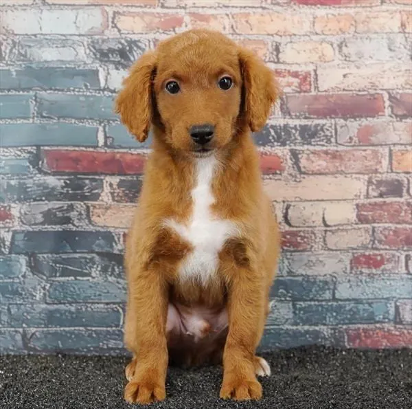 Male 2Nd Gen Mini Goldendoodle puppy for sale at Puppyland Chandler.
