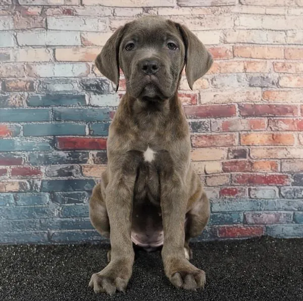 Female Cane Corso puppy for sale at Puppyland Chandler.