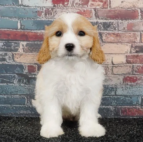 Female Cavachon puppy for sale at Puppyland Tolleson.