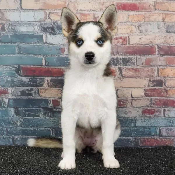 Female Alaskan Klee Kai puppy for sale at Puppyland San Antonio.