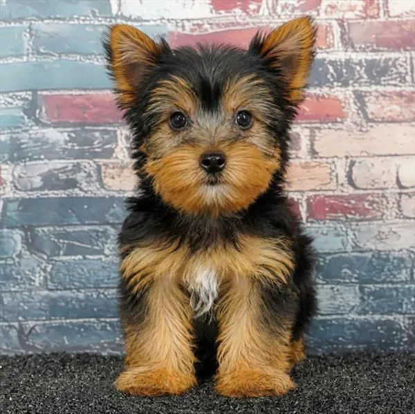 Male Yorkie puppy for sale at Puppyland Murfreesboro.