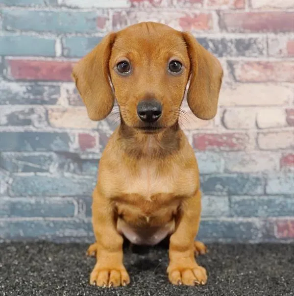 Female Dachshund puppy for sale at Puppyland Chandler.
