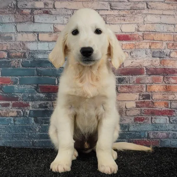 Male Golden Retriever puppy for sale at Puppyland San Antonio.
