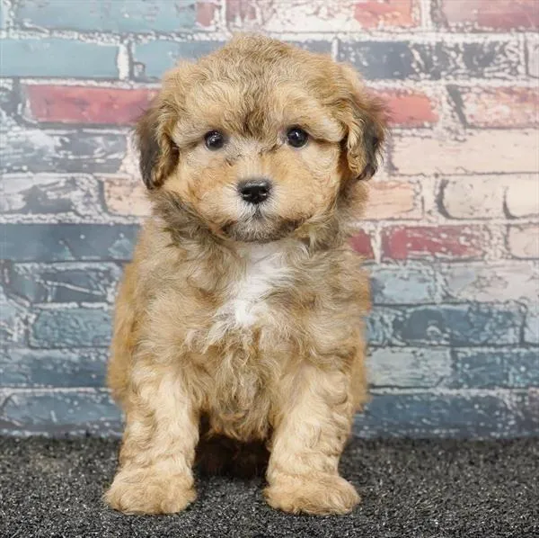 Male Poodle puppy for sale at Puppyland Murfreesboro.