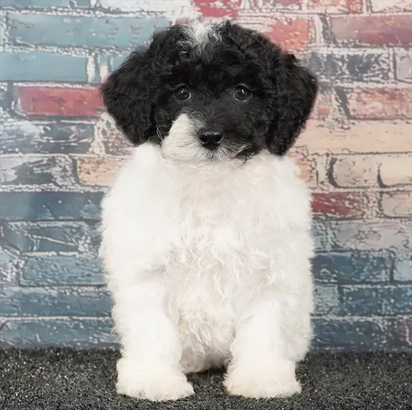 Male Poodle puppy for sale at Puppyland Murfreesboro.