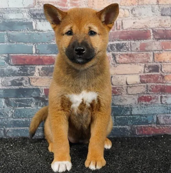 Female Shiba Inu puppy for sale at Puppyland Tolleson.
