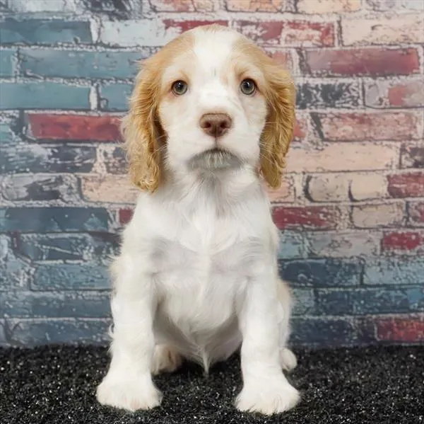 Female Cocker Spaniel puppy for sale at Puppyland San Antonio.