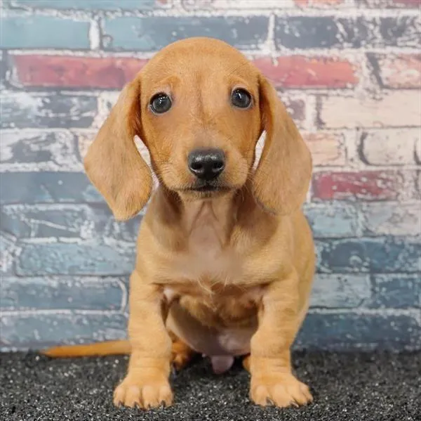 Male Dachshund puppy for sale at Puppyland Murfreesboro.