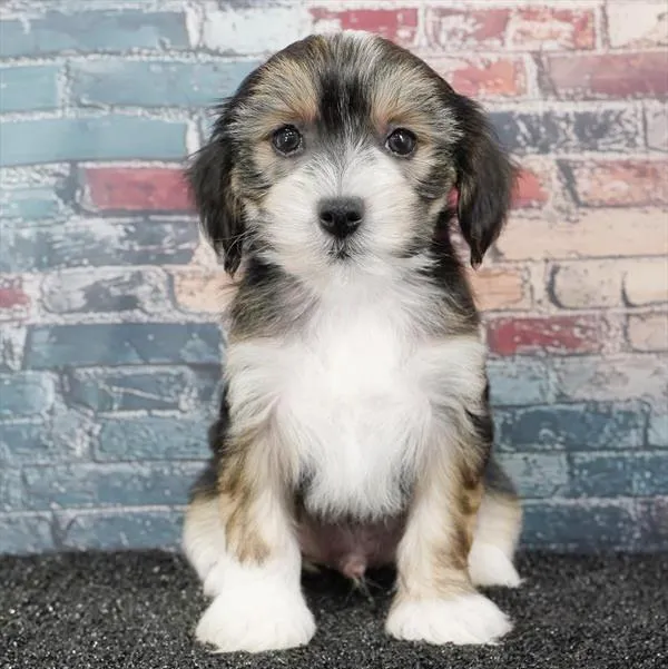 Male Chinese Crested puppy for sale at Puppyland Tolleson.