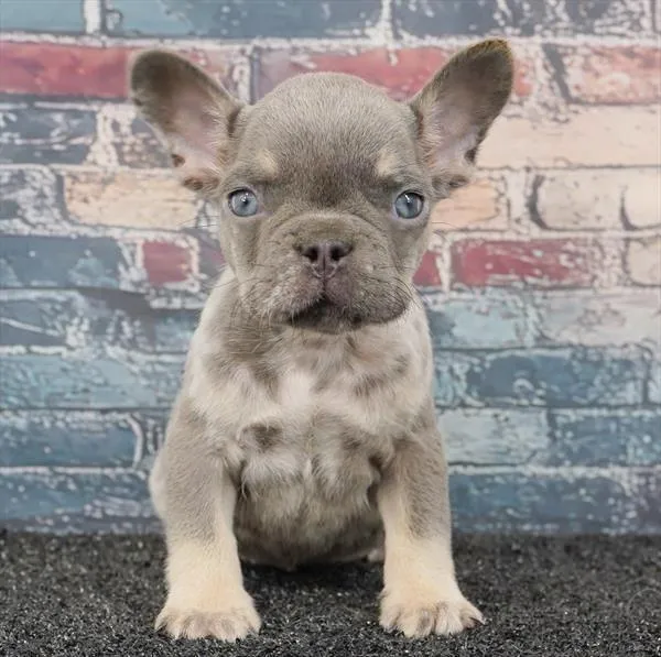 Male French Bulldog puppy for sale at Puppyland Tolleson.