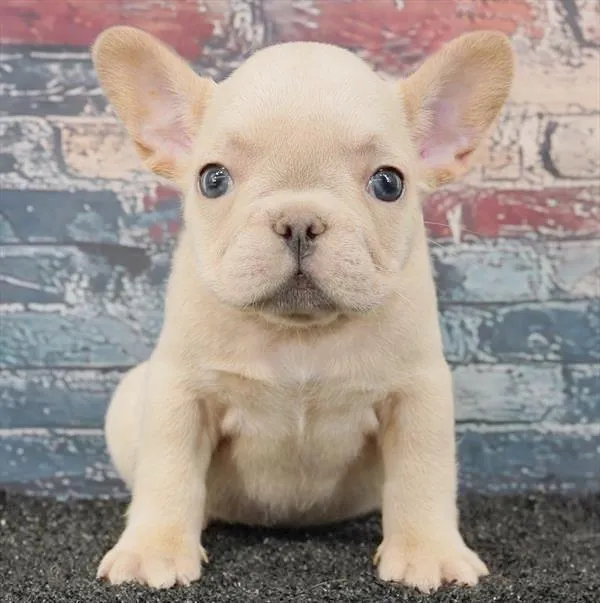 Female French Bulldog puppy for sale at Puppyland San Antonio.