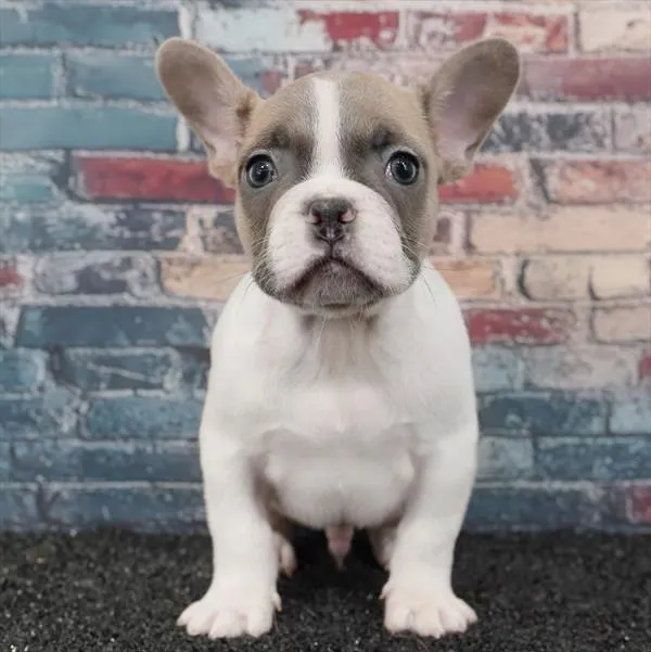 Male French Bulldog puppy for sale at Puppyland Chandler.