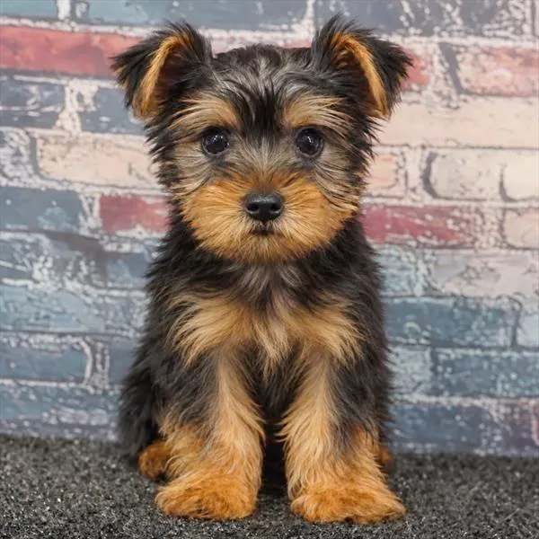 Male Yorkie puppy for sale at Puppyland Tolleson.