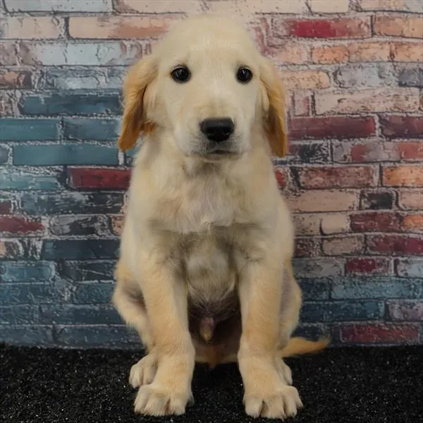 Male Golden Retriever puppy for sale at Puppyland Murfreesboro.