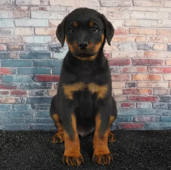Male Rottweiler puppy for sale at Puppyland Murfreesboro.