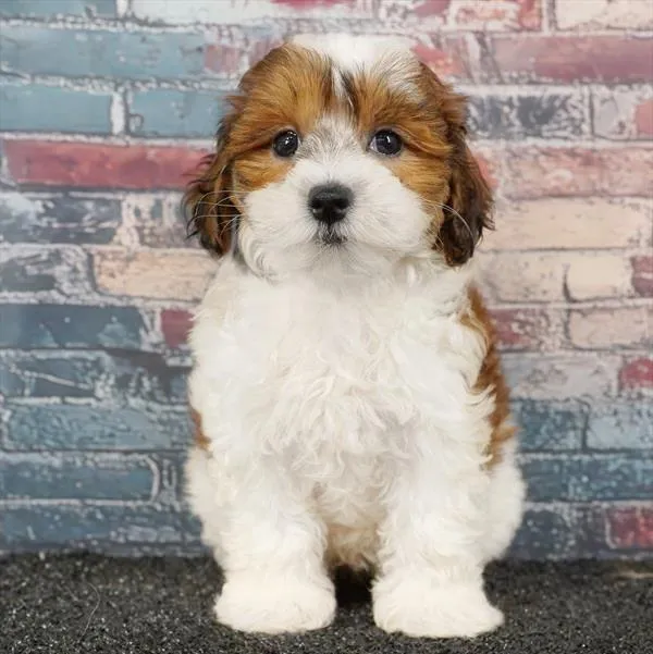 Female Maltipoo puppy for sale at Puppyland San Antonio.
