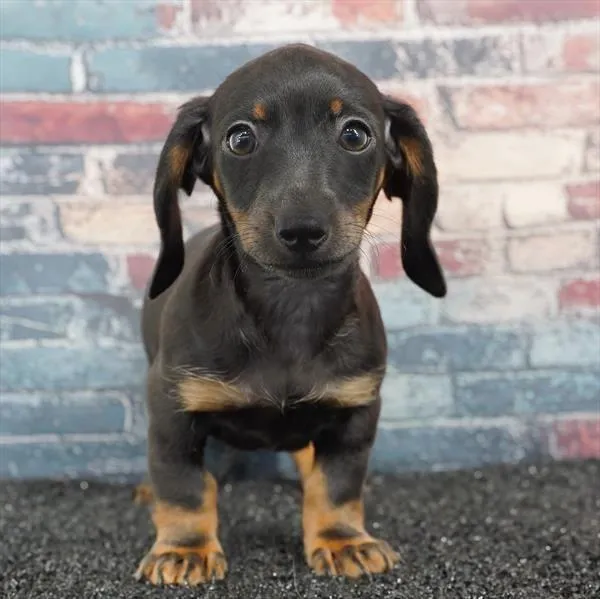 Male Dachshund puppy for sale at Puppyland Murfreesboro.