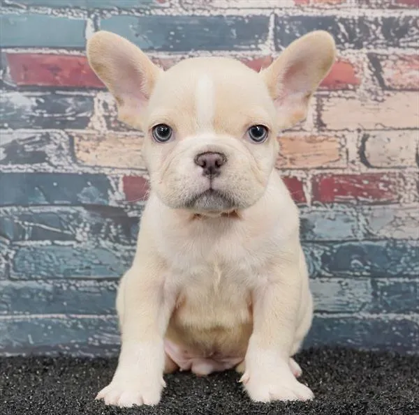 Male French Bulldog puppy for sale at Puppyland San Antonio.