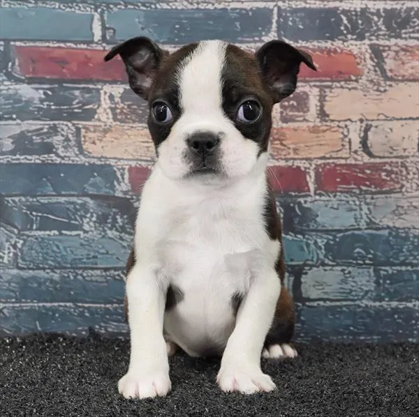 Female Boston Terrier puppy for sale at Puppyland Chandler.