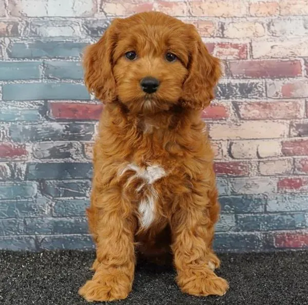 Female Cockapoo puppy for sale at Puppyland San Antonio.